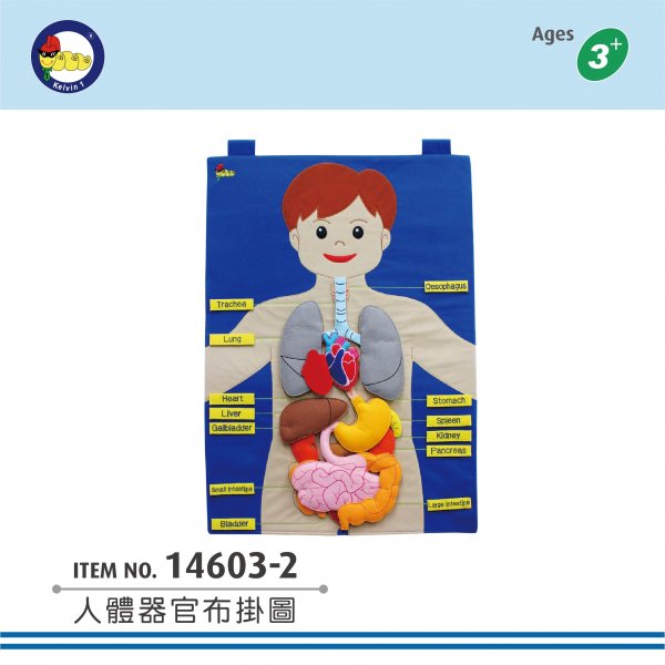 #14603-2(#14603-2C) 人體器官布掛圖